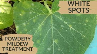 White on Plant Leaves  What it is amp how to get rid of it [upl. by Anida]