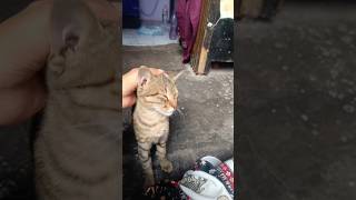 Cutie Cat 😺 Masaj karne aaye 🐈 masty time ytshorts cat shorts pets [upl. by Alasdair]