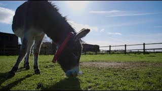 Visit The Donkey Sanctuary Sidmouth [upl. by Buonomo]