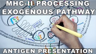 Exogenous Pathway of Antigen Presentation  MHC II Processing [upl. by Anirbys]