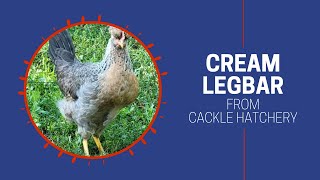 Cream Legbar Chickens  Cackle Hatchery [upl. by Farica]