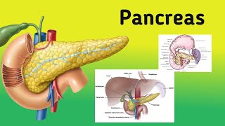 Anatomy of the Pancreas  General Features Location Relations Blood Supply [upl. by Berlauda]