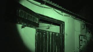 Brown longeared bat nightmating roost [upl. by Fairfax]