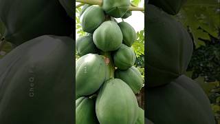 How to Grow Papaya at Home plants farming shorts [upl. by Kendell]