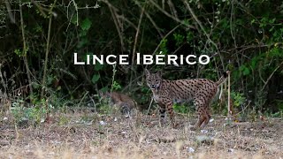 Lince Ibérico [upl. by Greggory]