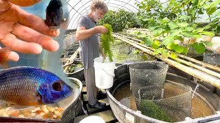 Setting up a 300gallon cichlid breeding vat ••• Copadichromis borleyi ••• from Lake Malawi [upl. by Balmuth]