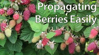 How To Propagate Blackberries Easily by Layering and other berries [upl. by Akinert]