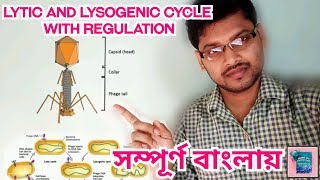 Lytic And Lysogenic Cycle and Regulation In Bengali lytic lysogenic [upl. by Karyl291]