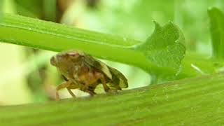 Plant sapfeeding insect  Philaenus spumarius  Frauðtifur  Tifur  Plöntusugur  Skordýr [upl. by Esiom335]