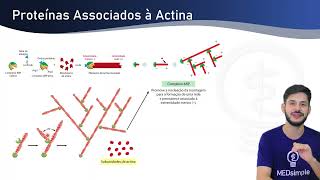 Citoesqueleto Microfilamentos e Actina medicina biologia [upl. by Chaker461]