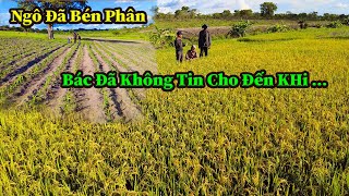 Quang Dũng  Bác Matia Đã Không Tin Đây Là Hạt Gạo Cho Tới Khi Bóc Vỏ Lúa Ra Mới Vỡ Oà [upl. by Najtsirk]