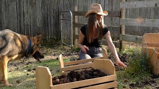 Harvesting Black Walnuts [upl. by Micah120]