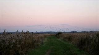 otmoor roost [upl. by Eiramanit210]