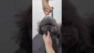 Puppy hair cutting tipsshortspetsgroomingdogs [upl. by Vookles698]