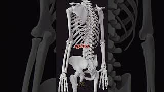 Why Do Humans Easily Suffer from Bone and Joint Issues with Age  Evolution Explained [upl. by Uoliram]