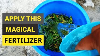 How to make Organic Liquid Fertilizer for Plants  Home made free fertilizer [upl. by Price]