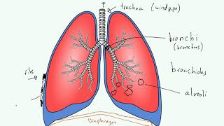 How To Say Bronchial [upl. by Sirad]