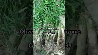 Oliveri bamboo rhizome plants Call8638215739 [upl. by Madonna526]