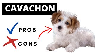 Cavachon Pros And Cons  Should You REALLY Get A CAVACHON [upl. by Daht747]