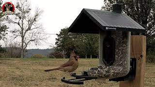 Cardinal Stops by the FeatherSnap Buffet [upl. by Nazus]