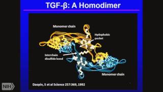 TRACO 2016 TGF beta and topoisomerase [upl. by Htieh]