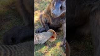 Cindy the baboon is sharing her food🤗🥰 cindy lovely meerkat foryou [upl. by Dahcir667]