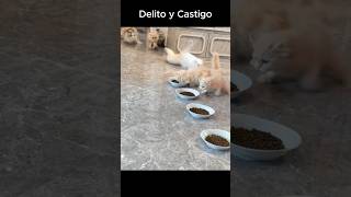 😱 ¡Crimen y Castigo 🐶 ¿Perro o Recogedor de Comida [upl. by Lorna]