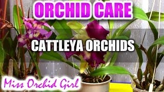 Orchid Care  How to care for Cattleya Orchids  watering fertilizing reblooming [upl. by Amikahs815]