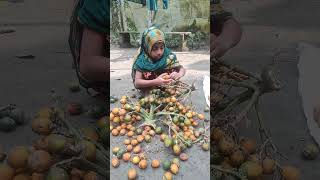 Collecting ripe betel nuts in village betel nut orchards [upl. by Ehcrop]