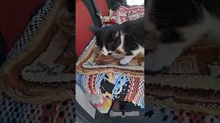 İçime sevda kaçar cuma kediler catvideos katze asmr dua destek keşfet merhamet [upl. by Maier]