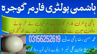 HASSAN RAZA HASHMI HASHMI POULTRY FARM GOJRA [upl. by Annabal]