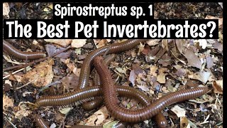 Spirostreptus sp 1 Millipedes The Best Pet Invertebrates [upl. by Waine420]