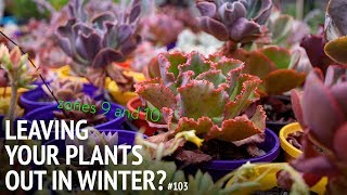 103 Growing succulents in the ground during winter tips for zones 9 and 10 [upl. by Rebme]