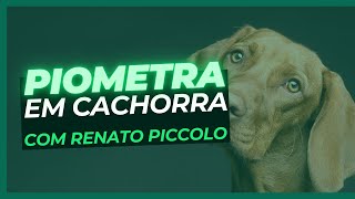 Piometra em cachorra [upl. by Ykcim]