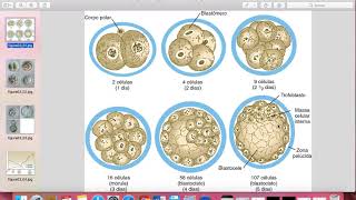 Embriologia  Clivagem e implantacao [upl. by Jerold]