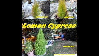 Gardeners World 2022 Episode 20 Lemon Cypress Cupressus macrocarpa Goldcrest [upl. by Benjy]