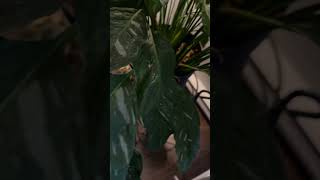 I love Variegated peace lily plants livegreen indoorplants shortvideo shortsfeed shorts [upl. by Lennon698]