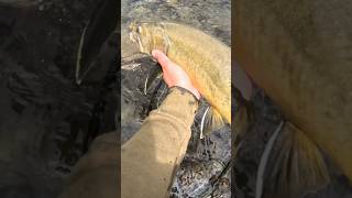 Fly fishing for HUGE Idaho BULL TROUT flyfishing troutfishing [upl. by Possing572]