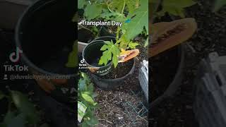 Transplanting day fruit trees gardening homesteading garden containergardening [upl. by Eilyac]