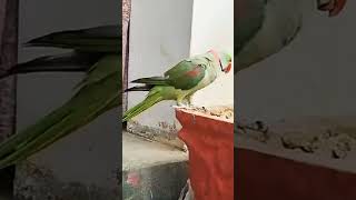 alexandrine parakeet Parrot with nature voices and talking [upl. by Sabah]