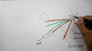 Styloid apparatus in 23 min on tips part PART 12 [upl. by Bret]