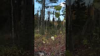 Twice shy bull Moose Hunting in Ignace Ontario Canada [upl. by O'Hara]