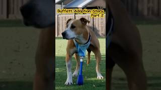 3 Legged Dog Rescued 🐶 Pt2 🐾 Thank you MrBeast dogs dogrescue dogadoption dogvideo [upl. by Claudell]