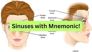 Paranasal sinuses with Mnemonic to easily memorize them [upl. by Vel]