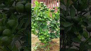 🌿How grow Lime tree great idea to propagate lime tree by air layering using a Carrot🥕gardening [upl. by Caravette]