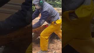 Making use of a fallen macrocarpa in the forest 🌳 sawmill [upl. by Tolley]