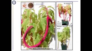 Genomic Resources for Chenopodium quinoa [upl. by Arnuad]