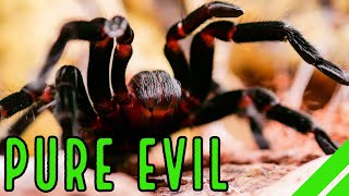 Mexican Red Rump Tarantula BrachypelmaTliltocatl vagans Care amp Facts [upl. by Casmey290]