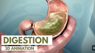 Human Digestive System3D Animation Complete Videos [upl. by Aicenert388]