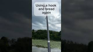 Bread RULES Sight fishing carp [upl. by Humpage]